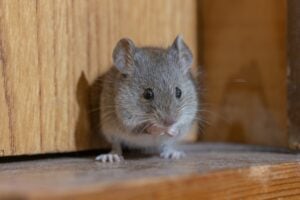 image of mice in the walls