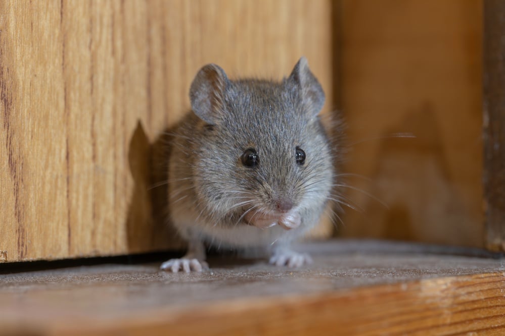 image of mice in the walls